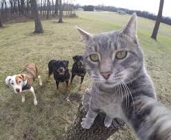 Selfie Comics Tumblr
