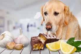 Le racisme, la xénophobie, la transphobie, l'intimidation, tant d'expressions qui transposent les réflexions les plus noires des êtres humains. 22 Aliments Qui Peuvent Tuer Votre Chien Dangereux Toxiques