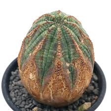 Image result for Euphorbia crebrifolia