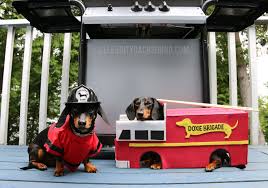 Dachshund dogs adopted on rescue me! Crusoe The Rescue Dachshund Best Dog Costumes Crusoe The Celebrity Dachshund Dachshund