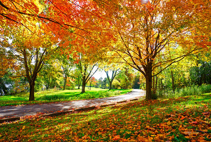 Here's When Fall Foliage Will Peak This Year, According to the Old Farmer's  Almanac