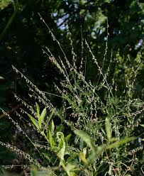 Image result for Crotalaria sphaerocarpa