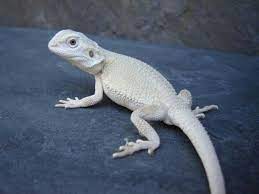 Pin By Veronica Dzi On Animals Bearded Dragon Funny Baby Bearded Dragon Bearded Dragon