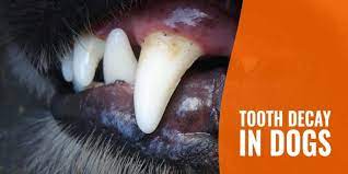 How to reverse tooth decay in dogs. Tooth Decay In Dogs Frequency Prevention Treatment Faqs