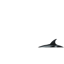 Orca Whale Water Sticker By Nrdc For Ios Android Giphy Killer whale cartoon illustrations & vectors. orca whale water sticker by nrdc for