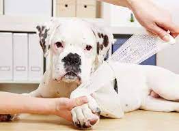 Feb 11, 2021 · pets for adoption. Top Dog Adoption Centres In Patna Best Dog Adoption Centers Justdial