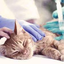 5 Types Of Cat Viruses Petcarerx
