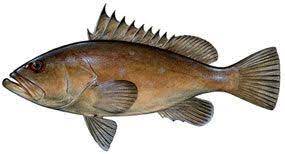 Warsaw Grouper Grouper Fish Grouper Sea Fish