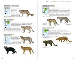 Small Cats Of South America Mammals Southern Cone Animal Posters