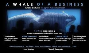 Pin On Save Our Orcas Dolphins And Mammals Captivity Kills