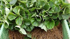 Image result for květopas jahodníkový