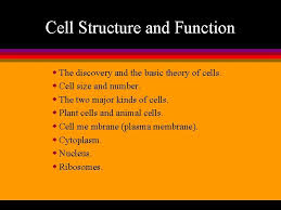 Animal cells cell structure and function. Cell Structure And Function Cell Structure And Function