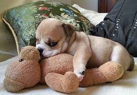 Pin On Animals Stuffed Animals Toys Sleeping Spooning