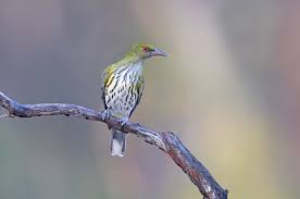 エフェリア 護衛船 soubi