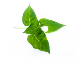 Image result for Mirabilis jalapa