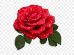 All images and logos are crafted with great workmanship. Roses Are Red Bunga Mawar Merah Png Clipart 4293158 Pikpng