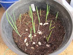 Your onions are just like the bulbs you plant in the garden. Green Onion Pots In 4 Easy Steps Thiscrazygarden