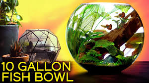 See more ideas about plants, indoor water garden, fish bowl. The Ultimate Fish Bowl Youtube