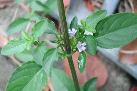 Image result for Dyschoriste multicaulis