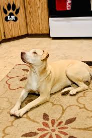 Check spelling or type a new query. Labrabull A Labrador Pitbull Mix Labrottie Com
