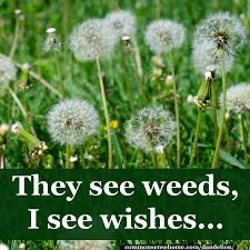 Check spelling or type a new query. Benefits Of Dandelion Plus How To Use Greens Seeds Roots Flowers