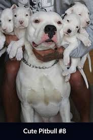 45 Cute Pitbull That Will Make You Go Crazy Cute Dogs Animals Baby Animals