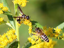Honey Bee And Hornet Sharing Golden Rod Flowers Honey Bee Bee Honey