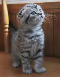 Community Post 18 Delightfully Expressive Scottish Fold Cats Cat Scottish Fold Scottish Fold Kittens Kittens Cutest