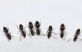 Wipe counters and surfaces clean, as ants can have a feast on tiny crumbs. Blog How To Get Rid Of Ants On Your Redding Ca Property