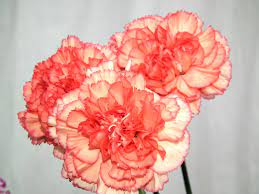 Peach Color Carnation Flowers Carnation Flower Carnations Peach Colors