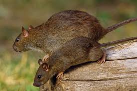 Get information, directions, products, services, phone numbers, and reviews on brandon pest control in jacksonville, undefined discover more disinfecting and pest control services companies in jacksonville on manta.com. Jacksonville Pest Control Termite Exterminator B B