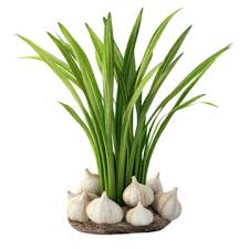 Image result for Drimia indica