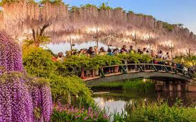 Image result for Wisteria