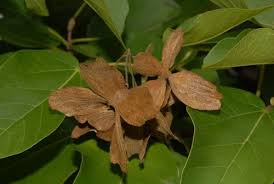 Image result for Carpodiptera africana