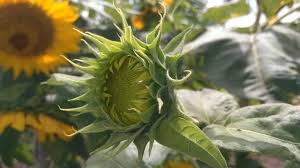 Pembayaran mudah, pengiriman cepat & bisa cicil 0%. Helianthus Annuus L Early Russian Steemit