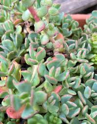 Image result for Sedum ruwenzoriense