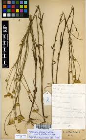 Image result for Vernonia jelfiae