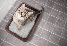 You don't like an audience when you're using the bathroom, and neither does your kitty, so give him some solitude. Environmental Enrichment The Key To Ameliorating Pandora Syndrome Dvm 360