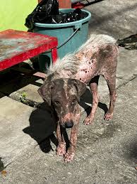 Animal Care and Rescue, STA.ROSA, LAGUNA CHAPTER