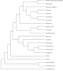 Image result for Trachyphrynium braunianum