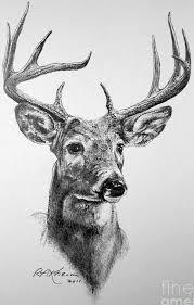 Would Love This Beautiful Sketch Of A Stag Displayed In A Frame Hanging In My Lounge Deer Art Print Deer Drawing Deer Sketch