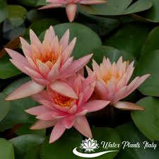 Nel pacchetto troverete le immagini per la stampa come figure sopra. Colorado Piante Acquatiche Water Plants Italy