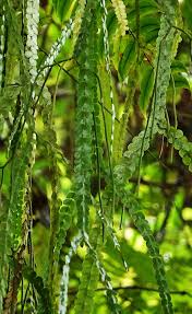 Image result for Phyllanthus nummulariifolius
