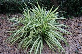 Image result for Chlorophytum angustissimum