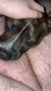 Dog throatpie ❤️ Best adult photos at hentainudes.com