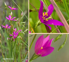 Image result for Chironia