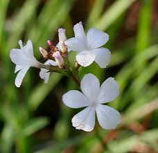 Image result for Buchnera