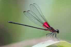 Image result for Hetaeria tetraptera