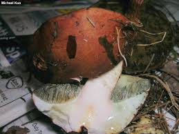 Image result for Boletus projectelloides