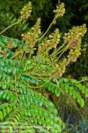 Image result for Guilandina bonduc